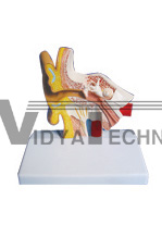 The dissection model of ear